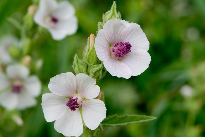 Pianta marshmallow utilizzata come ingrediente skincare di prodotti, adatta a pelle sensibili. Prodotti Nacomi con questo ingrediente presenti su Tokyoh Beauty